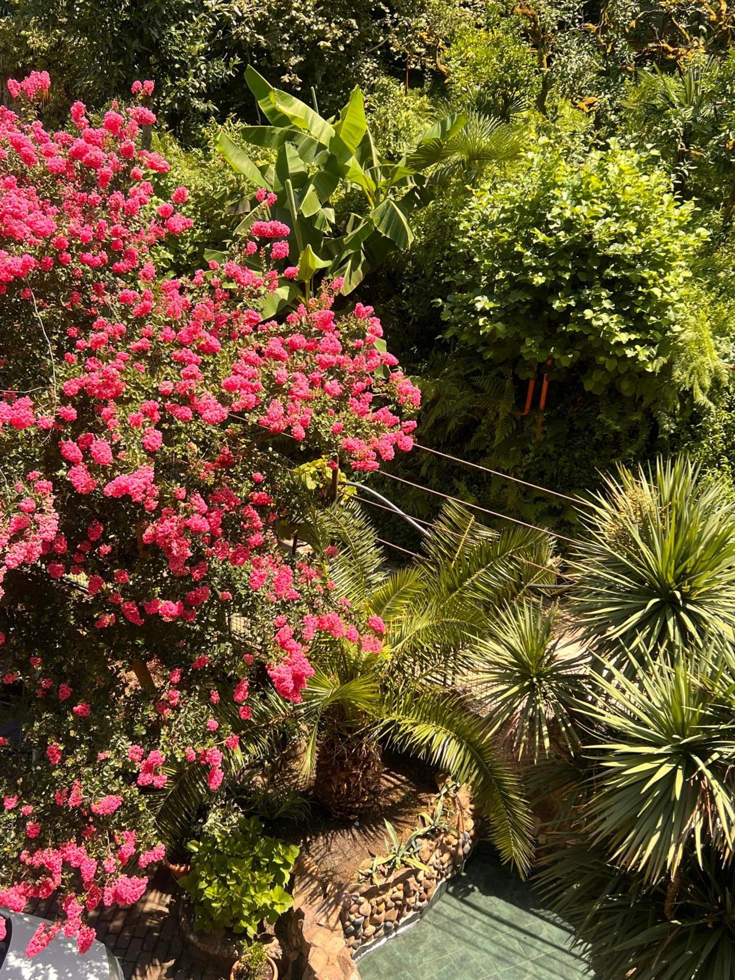 Irakli Guest House Makhinjauri Dış mekan fotoğraf